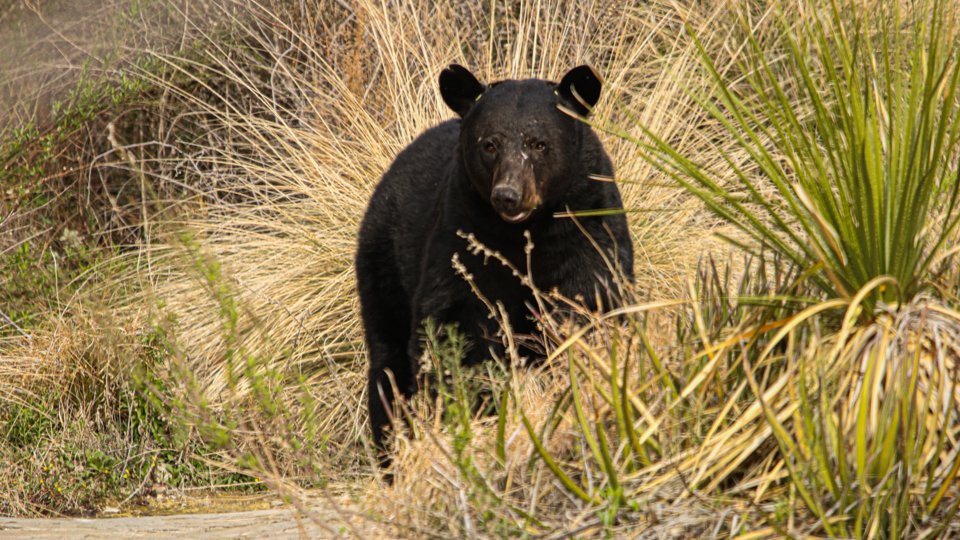 Bear Hunt