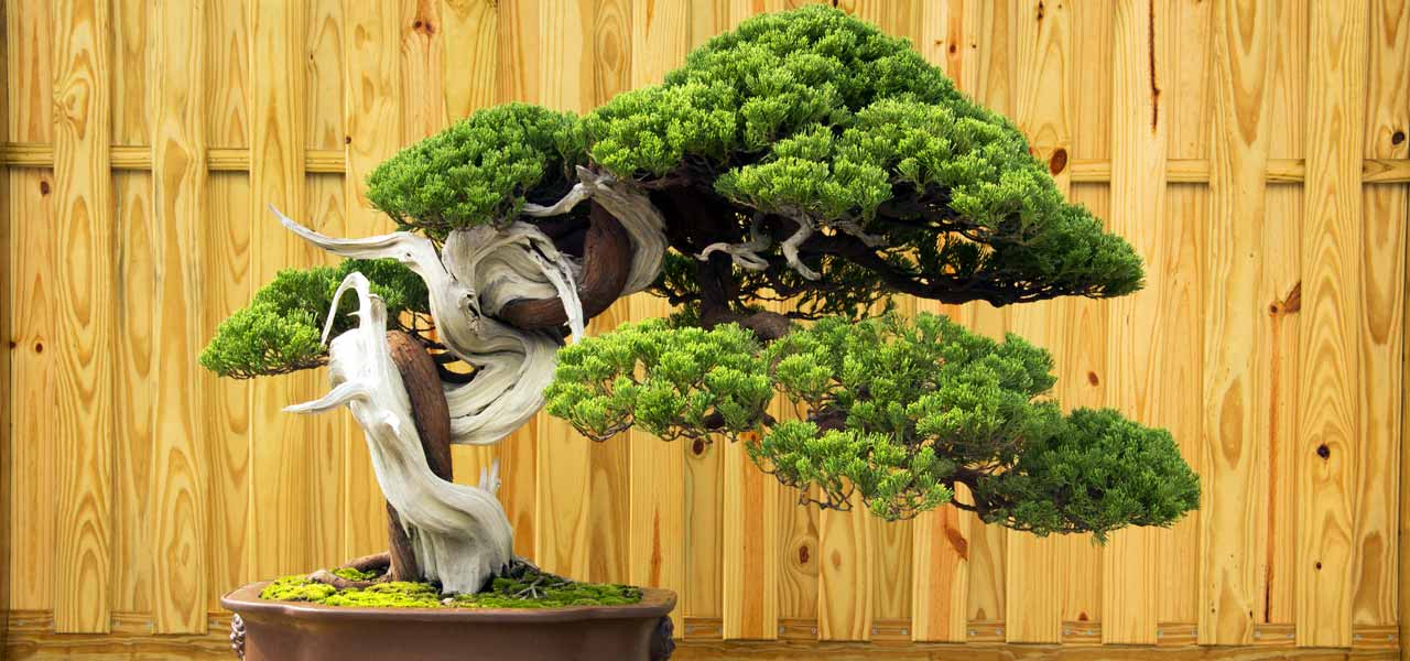 Bonsai Tree