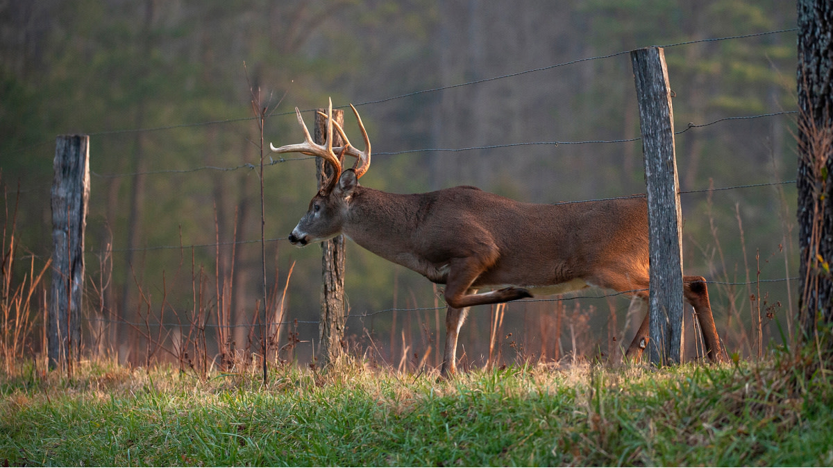 Deer Hunt