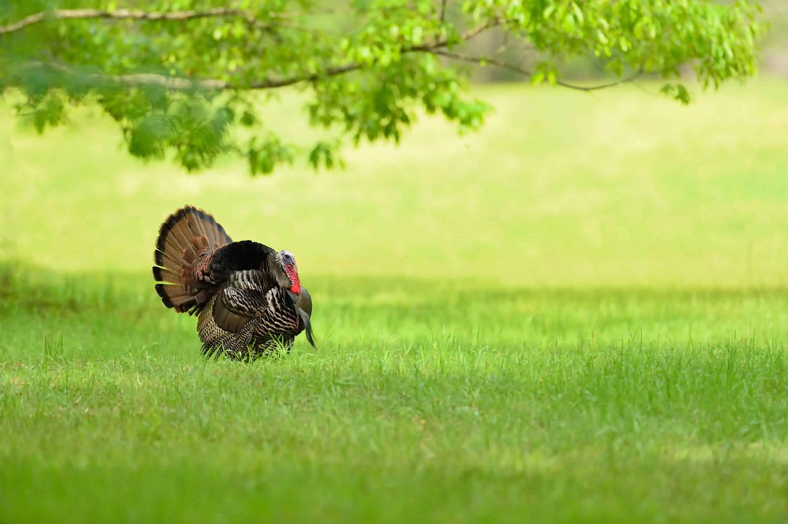 Turkey Hunt
